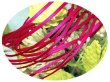 画像1: 2mmサテンリボン／17.Azalea　3ｍ巻　10ｍ巻 (1)
