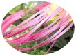 画像1: 2mmサテンリボン／11.Geranium Pink　3ｍ巻　10ｍ巻 (1)