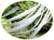 画像1: 2mmサテンリボン／4.White　3ｍ巻　10ｍ巻 (1)