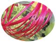 画像1: 2mmサテンリボン／13.Camellia Rose　3ｍ巻　10ｍ巻 (1)