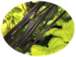 画像1: 2mmサテンリボン／56.Licorice　3m巻　10m巻 (1)