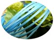 画像1: 2mmサテンリボン／26.Blue Mist　3m巻　10m巻 (1)