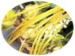 画像1: 2mmサテンリボン／41.Daffodil　3m巻　10m巻 (1)