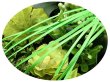 画像1: 2mmサテンリボン／36.Green Flash　3m巻　10m巻 (1)