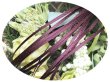 画像1: 2mmサテンリボン／47.Raisin　3m巻　10m巻 (1)