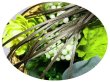 画像1: 2mmサテンリボン／60.Deep Sage　3m巻　10m巻 (1)