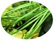 画像1: 2mmサテンリボン／35.Bud Green　3m巻　10m巻 (1)