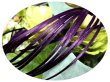 画像1: 2mmサテンリボン／23.Plum　3m巻　10m巻 (1)
