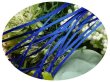 画像1: 2mmサテンリボン／61.Cobalt　3m巻　10m巻 (1)